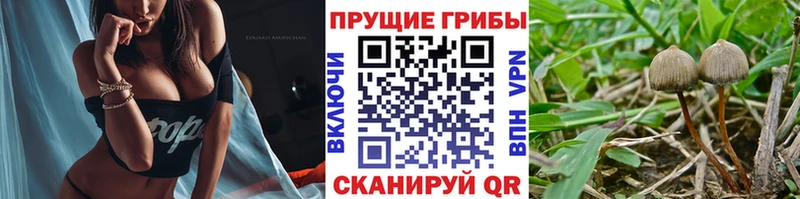 купить наркоту  Ефремов  Галлюциногенные грибы прущие грибы 